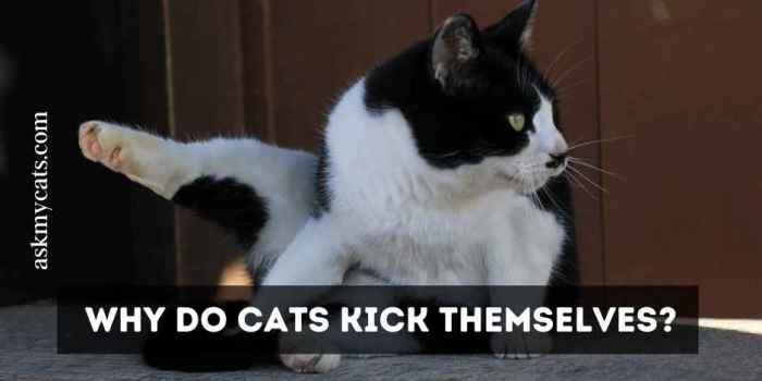 How to Kick Cat From Home How to Kick Cat From Home