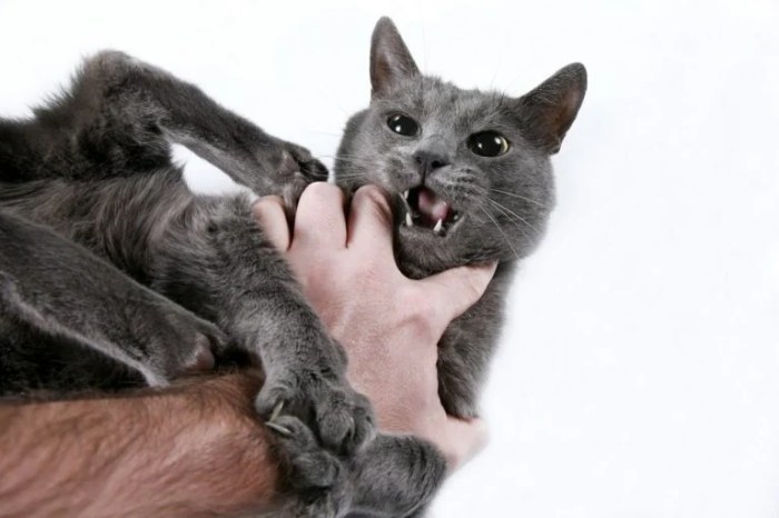 How to Kick Cat From Home terbaru