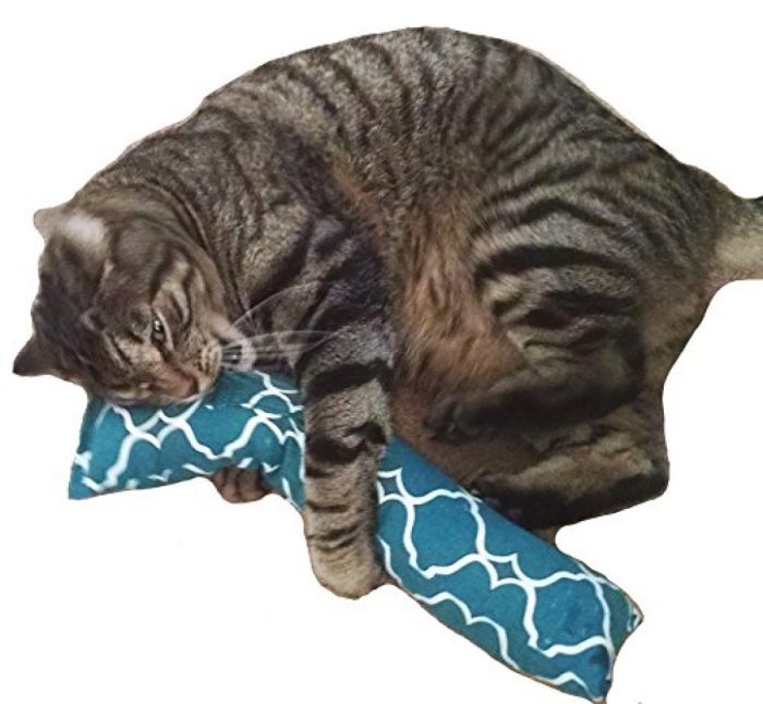 How to Kick Cat From Home terbaru How to Kick Cat From Home terbaru