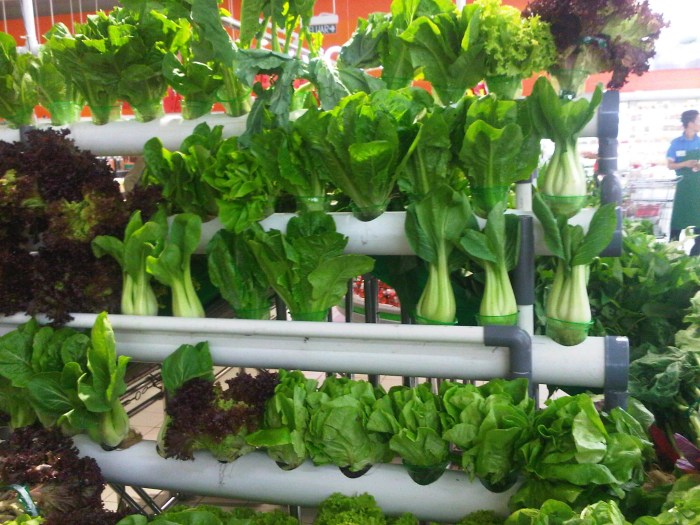 berkebun lahan sempit kreatif inovatif berbagi pekarangan Ide berkebun di ruang sempit terbaru