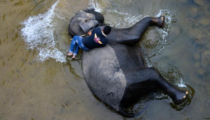 ritual memandikan gajah di sungai ritual memandikan gajah di sungai
