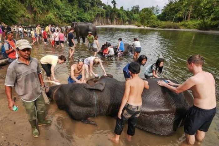 ritual memandikan gajah di sungai ritual memandikan gajah di sungai