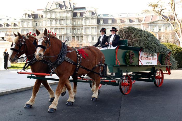 Mercenary riding a horse-drawn carriage terbaru Mercenary riding a horse-drawn carriage terbaru