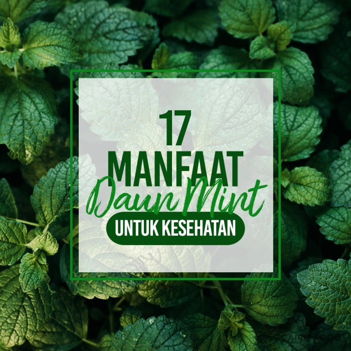 Cara menggunakan daun mint untuk batuk terbaru daun manfaat kesehatan untuk