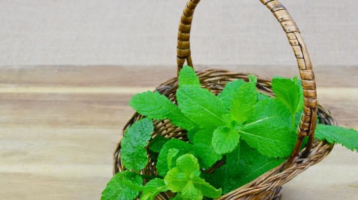 Khasiat daun mint untuk wajah terbaru Khasiat daun mint untuk wajah