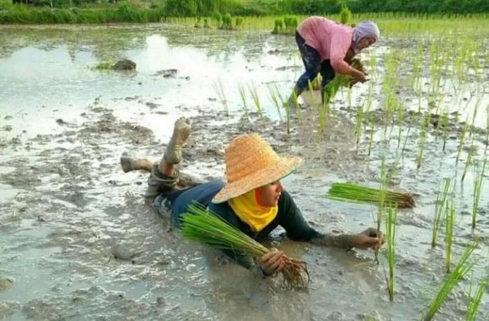 cara menanam padi di sawah terbaru cara menanam padi di sawah terbaru