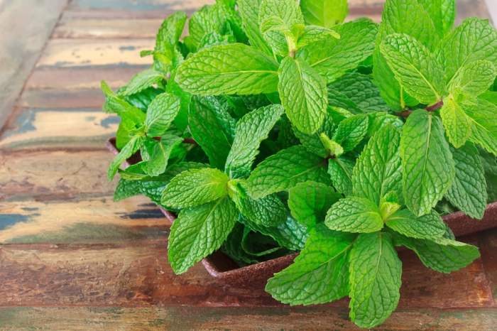 Cara menggunakan daun mint untuk batuk terbaru Cara menggunakan daun mint untuk batuk terbaru