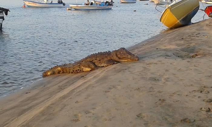 Crocodile Beach: A Wildlife Adventure You Won’t Forget