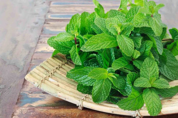 Manfaat daun mint untuk kesehatan Manfaat daun mint untuk kesehatan