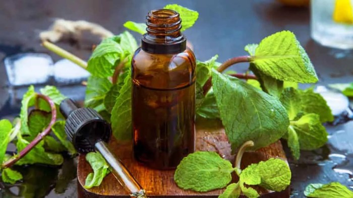 daun manfaat spearmint banyak termasuk berbagai bantu maag atasi beragam obat hiv herbal menanam promag aids kegunaan orami tanaman penting Cara menggunakan daun mint untuk batuk terbaru