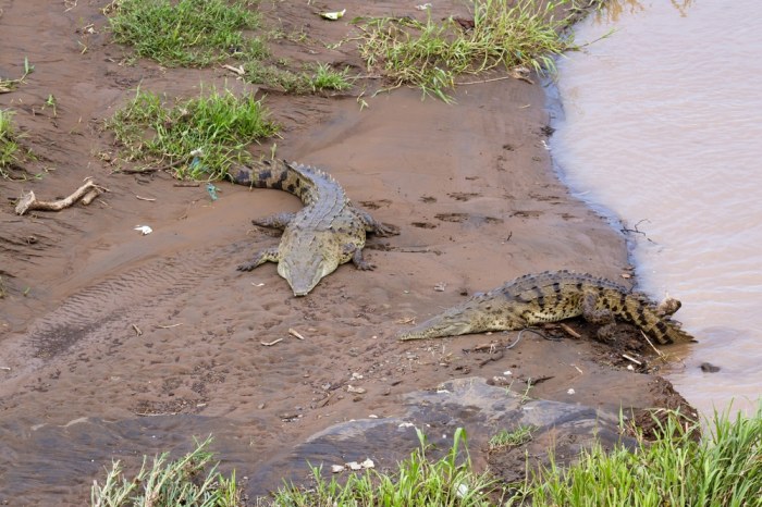 Crocodile Beach tourist attraction terbaru Crocodile Beach tourist attraction