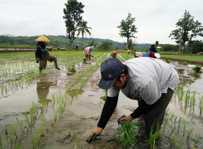 cara mengolah padi setelah panen terbaru cara mengolah padi setelah panen terbaru