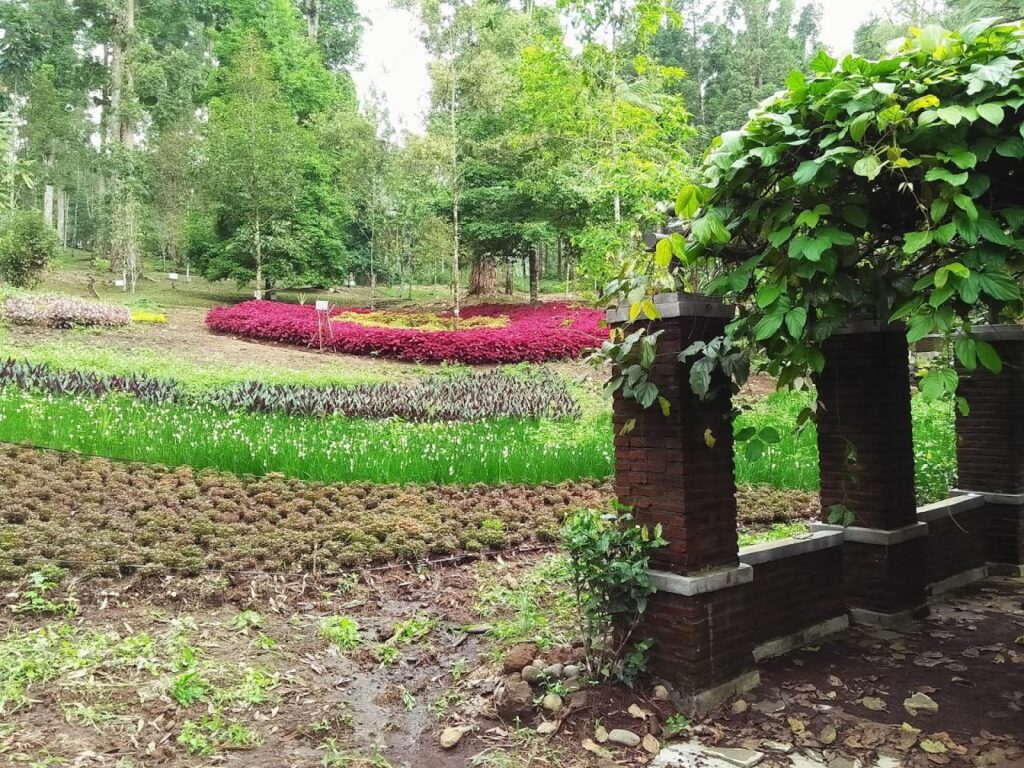 wisata kebun untuk balita terbaru