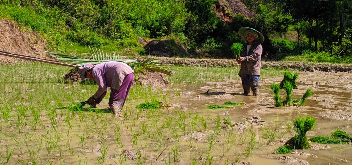 padi menanam petani penanaman aktiviti kawasan sigi pkpd dibenarkan pertahankan tradisional cara persawahan ismail sabri republika ismaweb bekalan dikenakan kawalan cara menanam padi di sawah