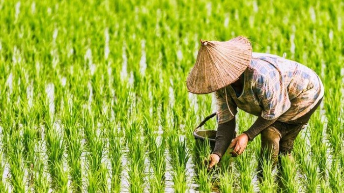 jenis pekerjaan di sawah yang paling banyak diminati terbaru jenis pekerjaan di sawah yang paling banyak diminati