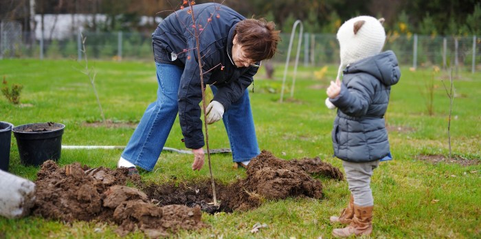 planting gradina acasa cultivated fructiferi milkwood fructe plantezi pomii planting gradina acasa cultivated fructiferi milkwood fructe plantezi pomii