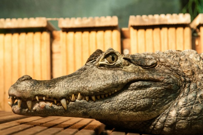 Crocodile eating cucumber Crocodile eating cucumber terbaru