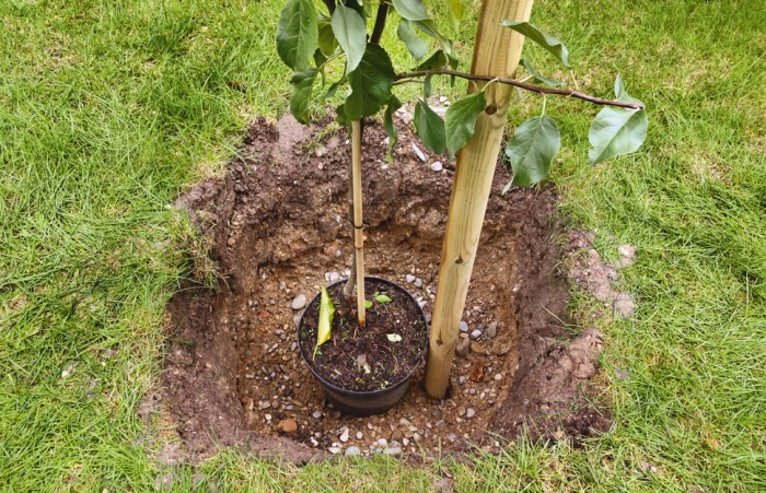 trees planting fruit trees for beginners