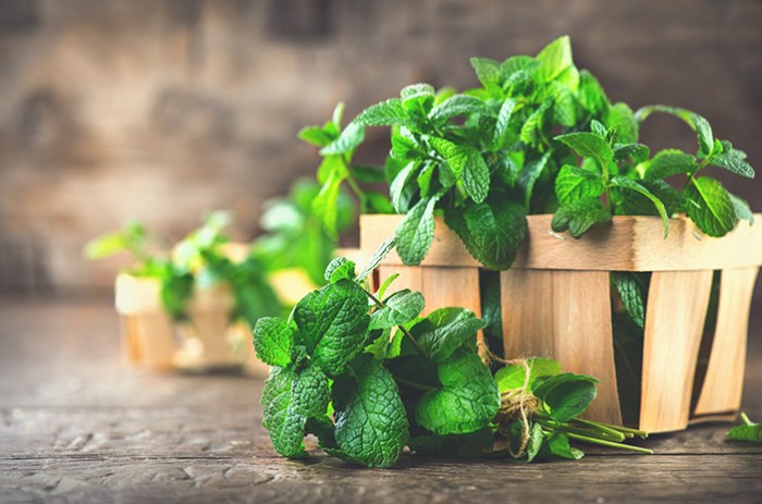 Cara menggunakan daun mint untuk batuk Cara menggunakan daun mint untuk batuk terbaru