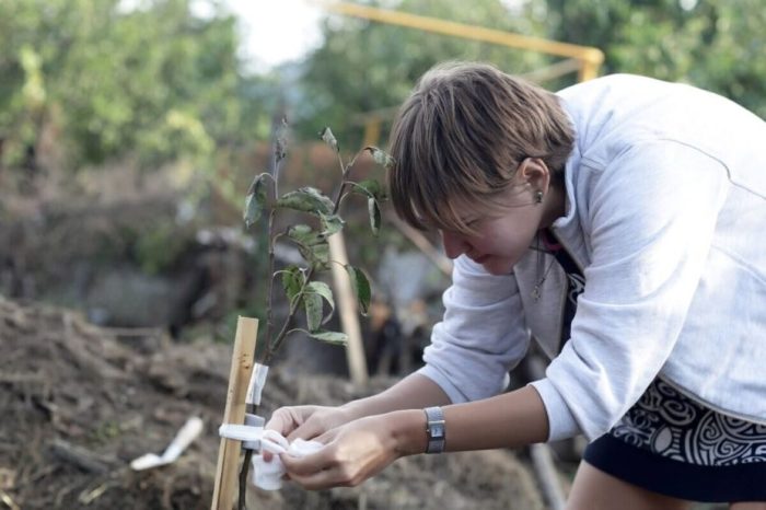 planting fruit trees for beginners terbaru planting fruit trees for beginners