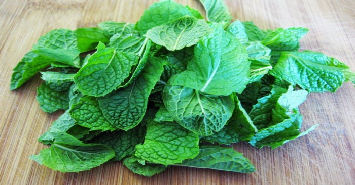 Manfaat daun mint untuk kesehatan terbaru daun sejuta manfaat saluran pernapasan