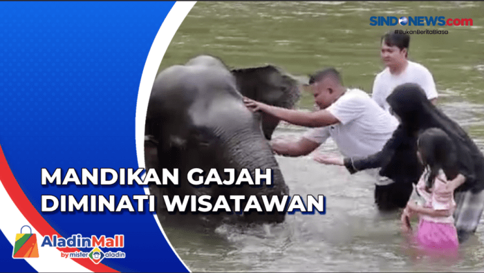 ritual memandikan gajah di sungai terbaru ritual memandikan gajah di sungai terbaru