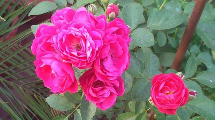 Care roses Care roses