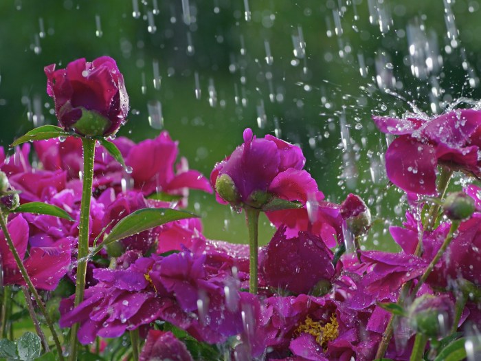 How to care for roses in the rainy