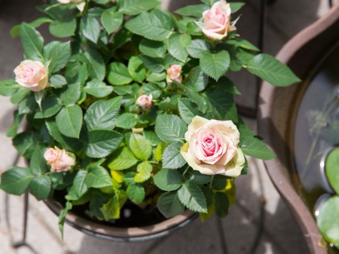 How to care for roses in the rainy
