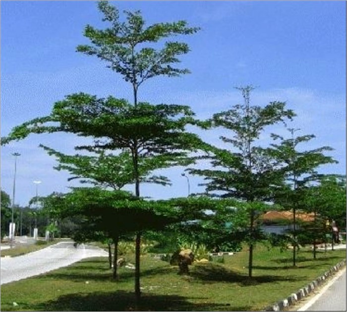 Bunga ungu jadi mengembang sebelum musim bunganya daun awal diproduksi harum Bunga ungu jadi mengembang sebelum musim bunganya daun awal diproduksi harum