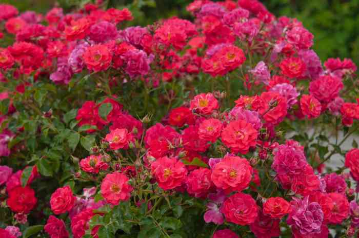 Shrub roses rosa grow spp growing hybrids Caring for rose bushes in the garden