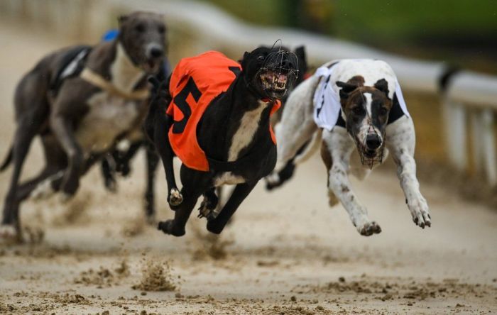 Greyhound racing to be banned in New Zealand to protect dogs