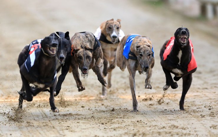 Greyhound racing to be banned in New Zealand to protect dogs