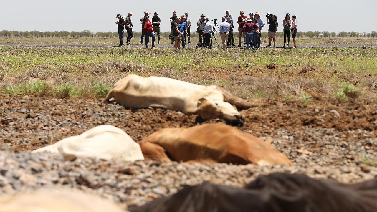 Queensland floods result in loss of thousands of cattle. In Queensland tens of thousands of cattle die of thirst